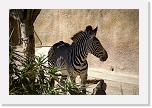 Zebra (1) * Bei den Zebras (Grevy's Zebra) ist man gerade gespannt, ob es bald Nachwuchs gibt. Die Tragezeit beträgt mehr als 1 Jahr. * 2896 x 1936 * (2.04MB)